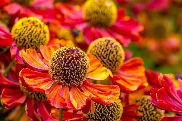 Helenium 'Autumn Leaves' Seeds