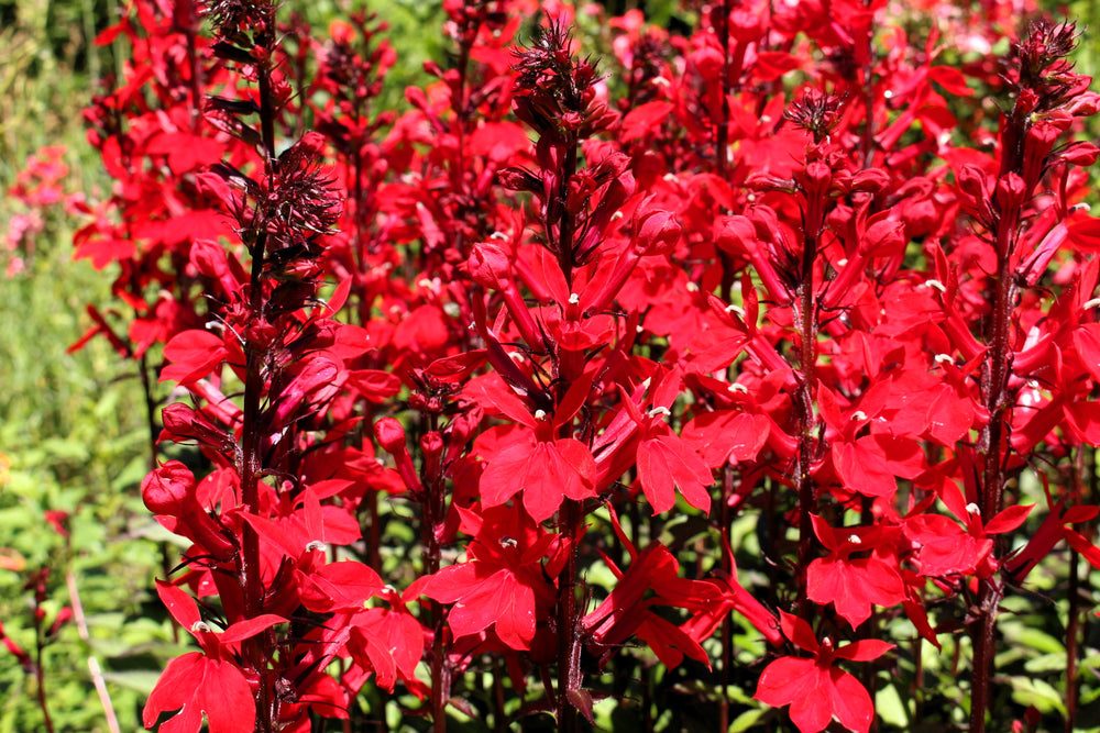 Cardinal Flower Seeds