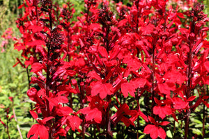 Cardinal Flower Seeds