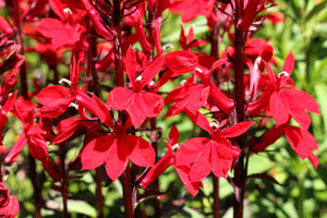 Cardinal Flower Seeds