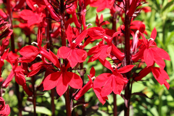 Cardinal Flower Seeds
