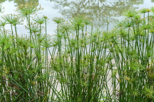 Papyrus Seeds