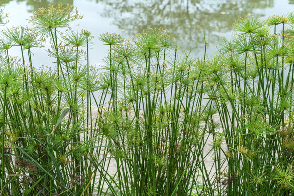 Papyrus Seeds