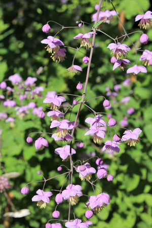 Chinese Meadow Rue