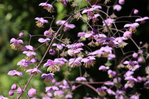 Chinese Meadow Rue