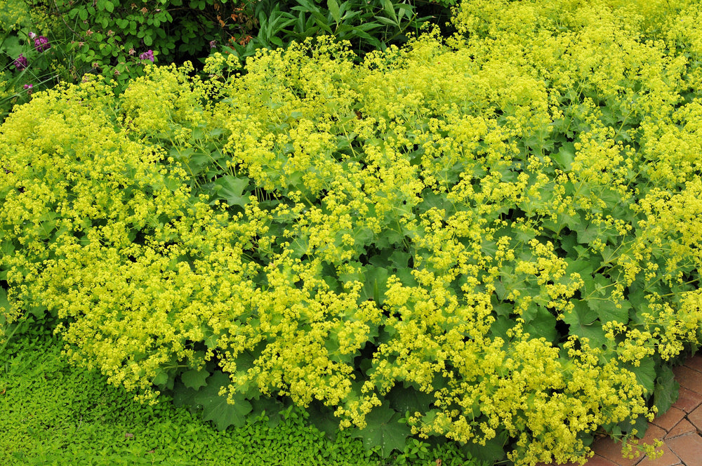 Lady's Mantle Seeds