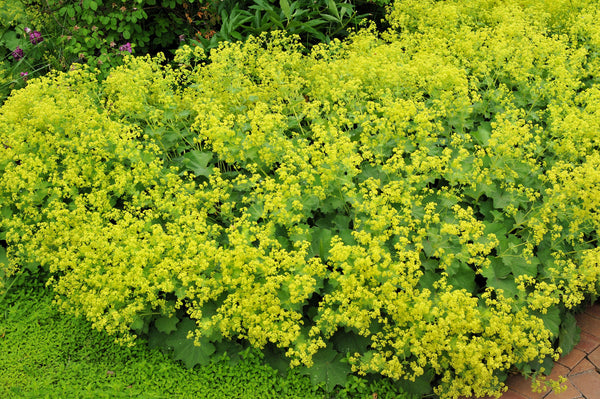 Lady's Mantle Seeds