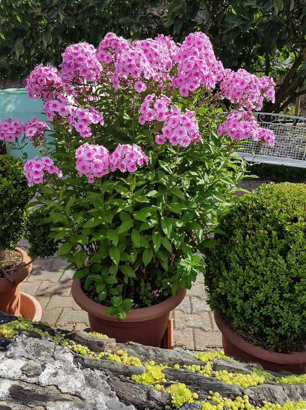 New Hybrids Mix Tall Garden Phlox Seeds