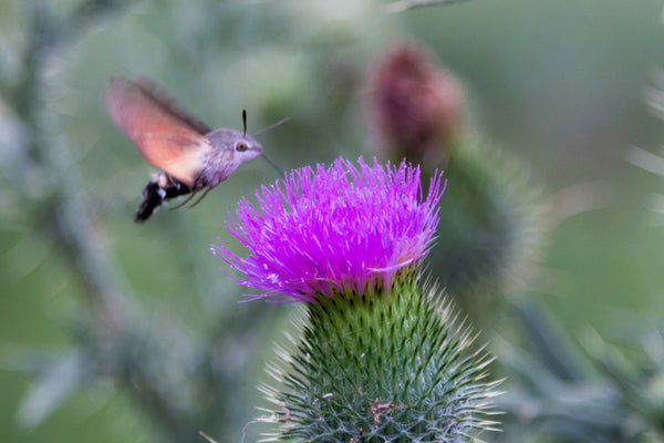 Great Burdock Seeds