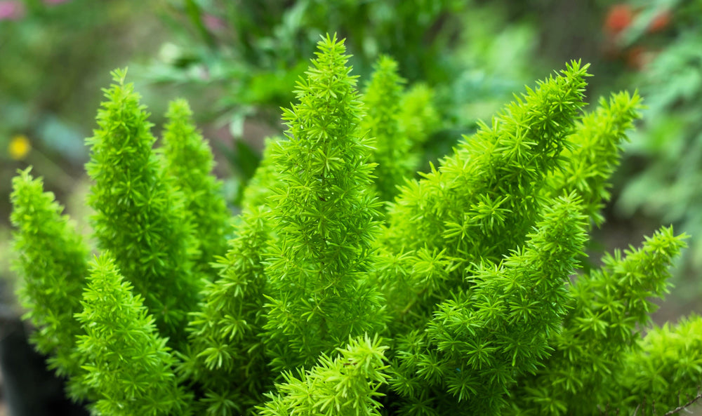 Emerald Asparagus Fern Seeds