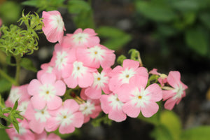 Phlox of Sheep (Pastel Mix Phlox) Seeds