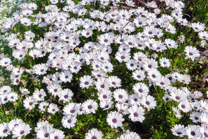 White African Cape Daisy Seeds
