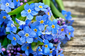 Forget-Me-Not Seeds