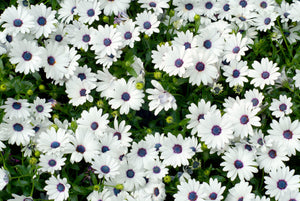 White African Cape Daisy Seeds