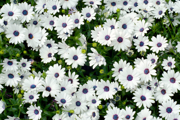 White African Cape Daisy Seeds