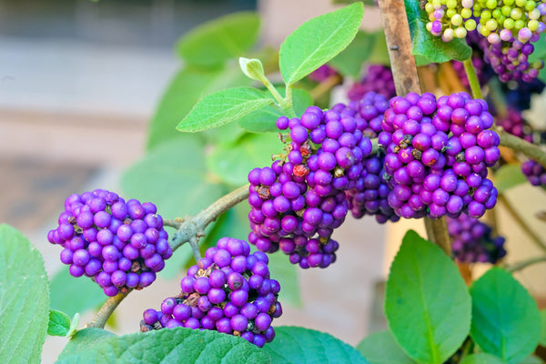 Beautyberry Seeds