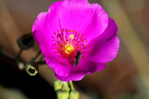 ‘Ruby Tuesday’ Rock Purslane Seeds