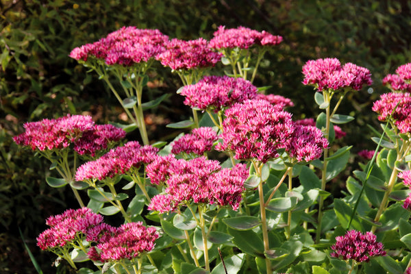 Emperor's Wave Sedum Seeds