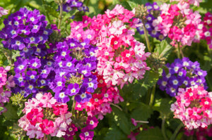 New Hybrids Mix Tall Garden Phlox Seeds