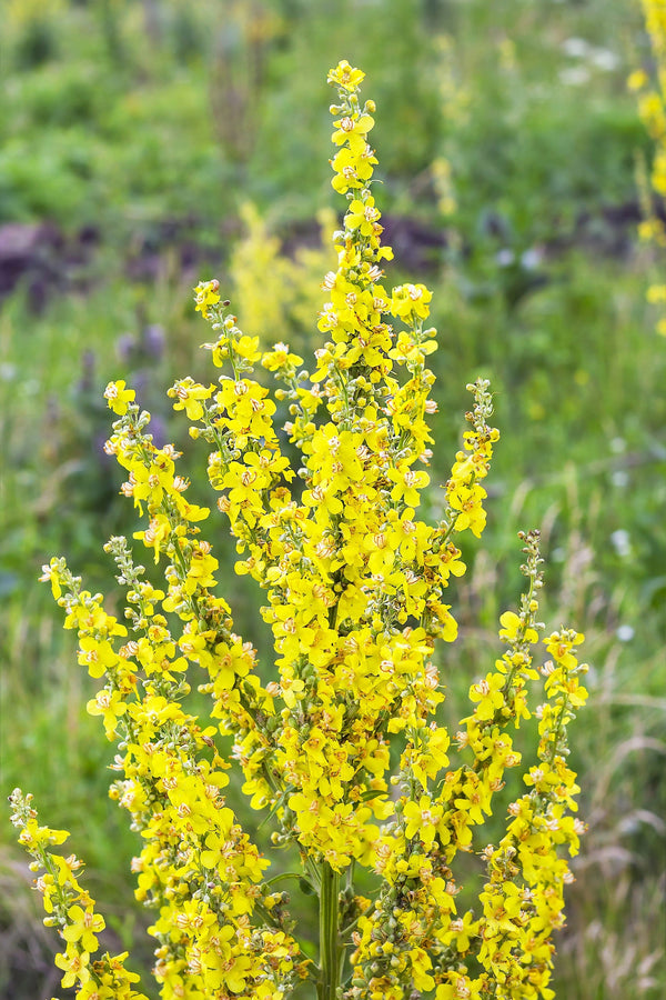 Yellow Verbascum Seeds