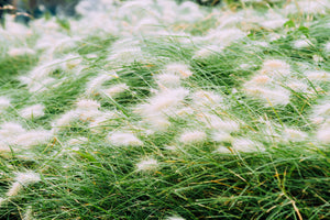 Dwarf Fountain Grass Seeds