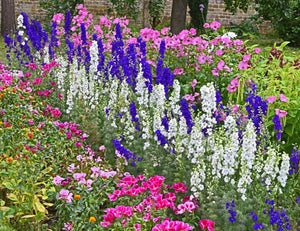 Rocket Larkspur Seeds - Giant Imperial Mix