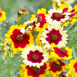 Incredible Swirl Coreopsis Seeds