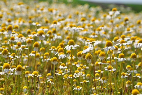 German Chamomile Seeds
