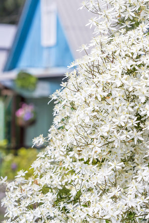 Sweet Autumn Clematis Seeds