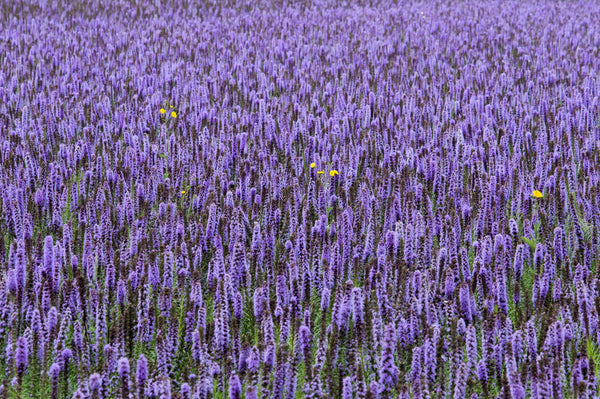 Blue Giant Anise Hyssop Seeds