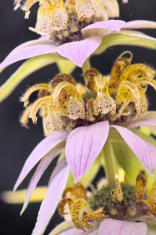 Spotted Bee Balm Seeds