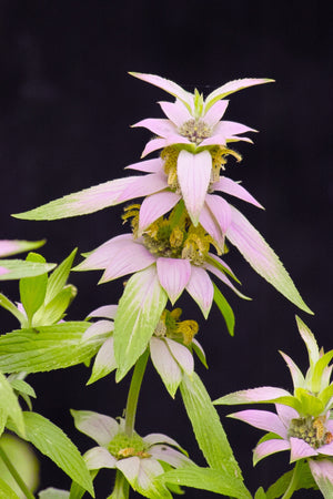 Spotted Bee Balm Seeds