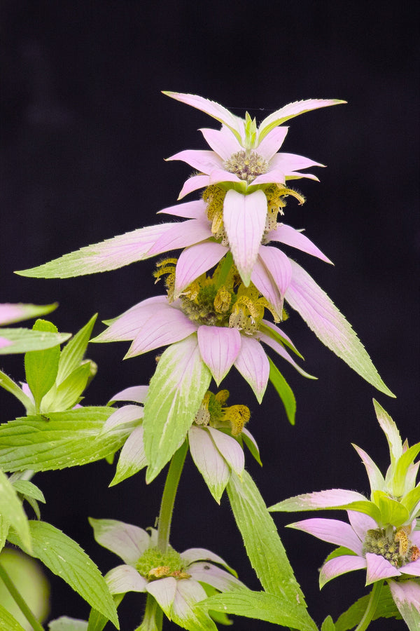 Spotted Bee Balm Seeds