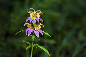 Spotted Bee Balm Seeds