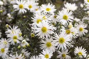 White Heath Aster Seeds