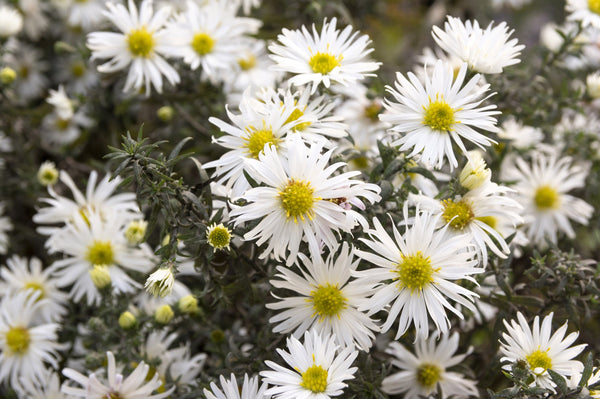 White Heath Aster Seeds
