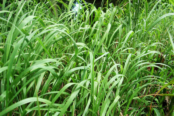 Big Bluestem Grass Seeds