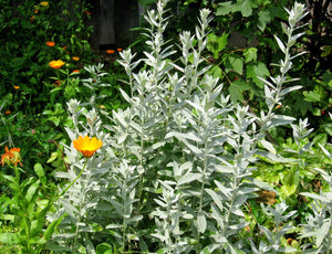 Prairie Sage Seeds