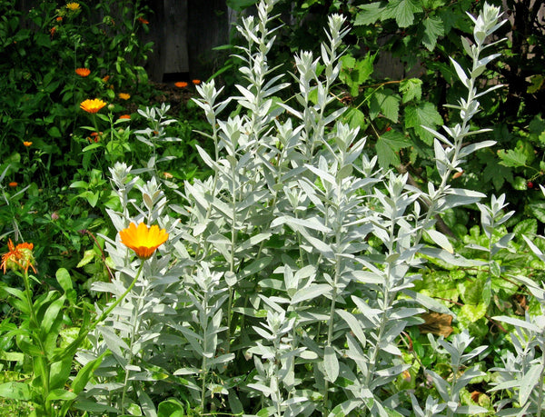 Prairie Sage Seeds