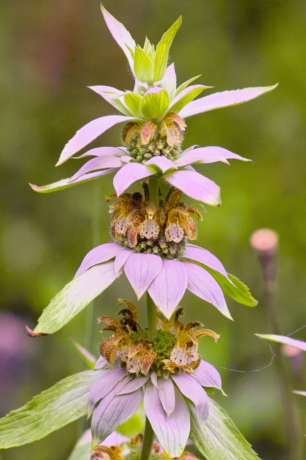 Spotted Bee Balm Seeds