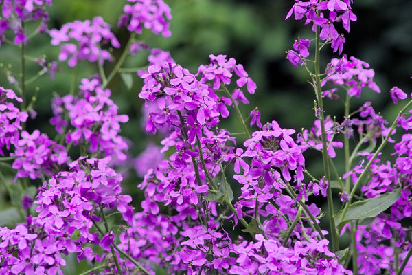 Dame's Rocket (Danask Violet) Seeds