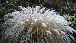 Dwarf Fountain Grass Seeds