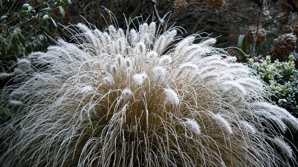 Dwarf Fountain Grass Seeds