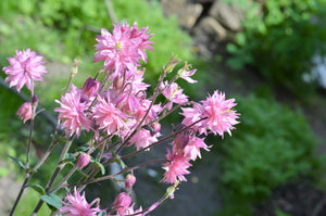 Tall Double Columbine Seeds (Mixed Colors)