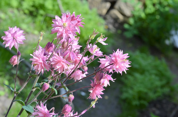 Tall Double Columbine Seeds (Mixed Colors)