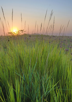 Big Bluestem Grass Seeds