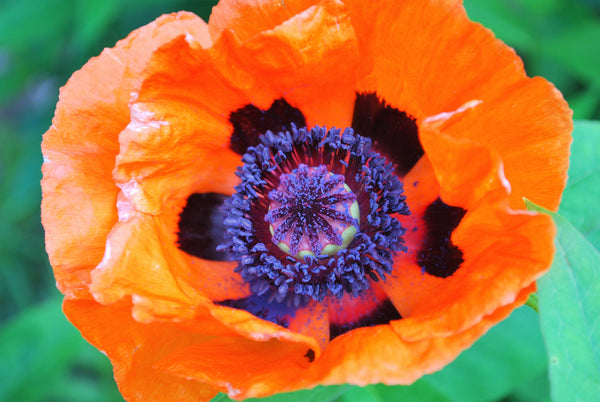 Prince of Orange Oriental Poppy Seeds