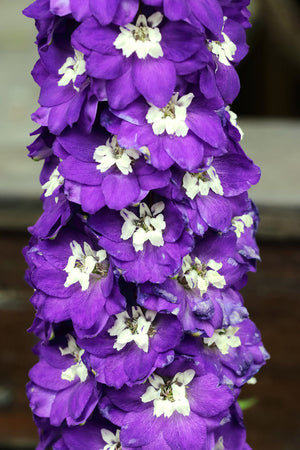 Rocket Larkspur Seeds - Giant Imperial Mix