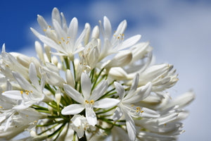 White Lily of the Nile Seeds