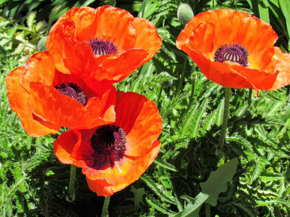 Prince of Orange Oriental Poppy Seeds